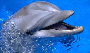 Se un delfino ti chiamasse per nome?