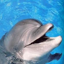 Non guardare un delfino morire