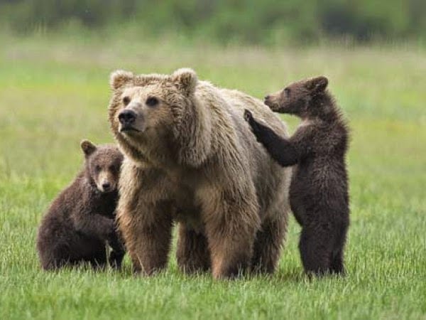 orso Archivi Stefano Paolo Giussani 