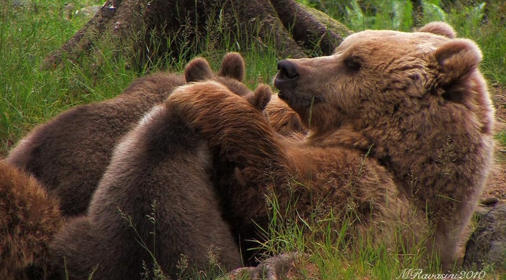 L’uomo che ammazza l’orso è un bastardo o uno stupido?