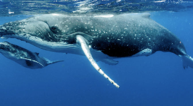 La generazione Oceano per il prossimo decennio